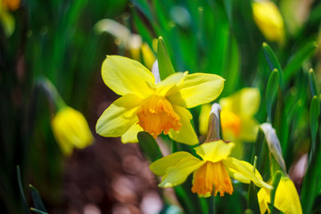 Fototapeta premium Daffodil in Spring springtime, summer, summertime, up, warm, yellow