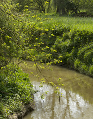 Curve in the River. A small river, calm in the late spring, passes between high banks covered in fertile green. A tree hangs down over the river catching the sunlight through its leaves.