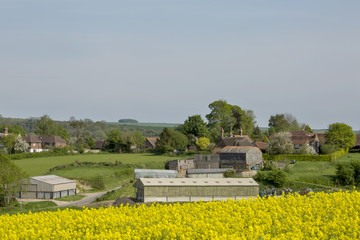 Fototapeta na wymiar Farmstead. A farm in the English countryside highlighted in the foreground by a crop of canola. The green rolling hills of England continue behind the farm buildings.