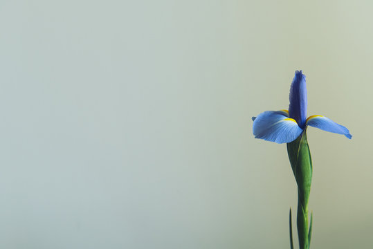 Purple Iris Flower On Light Background, close up