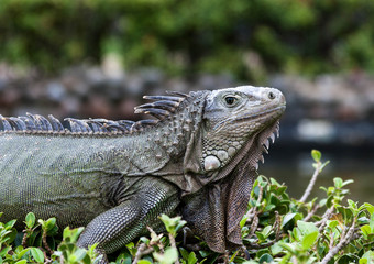 Iguana