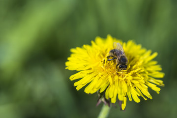 Bee on yellow dandelion flower