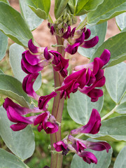 Red Broad Bean plant with flowers