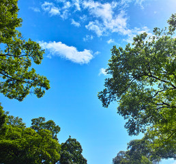 Obraz premium 青空と新緑