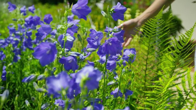  The hand of unrecognisable woman touching pretty purple flowers outdoors