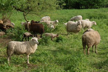 Obraz na płótnie Canvas Schafe auf einer Wiese