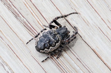 Spaltenkreuzspinne - Nuctenea umbratica