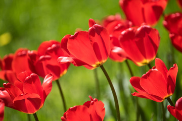 Red tulips Pallada