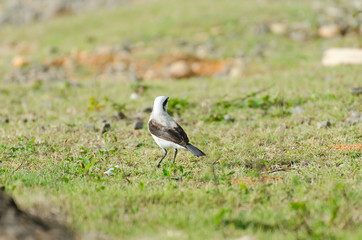 White and black Bird looking for food