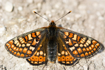 Fototapeta na wymiar Marsh fritillary butterfly (Euphydryas aurinia) from above. Colourful upperside of scarce butterfly in the family Nymphalidae, at rest on bare ground on a calcareous grassland meadow
