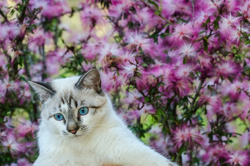 Cute cat with blue eyes playing around