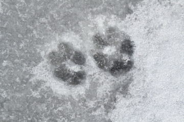 Dog footprints