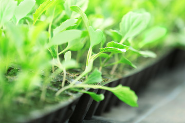 Young cabbage seedlings growing
