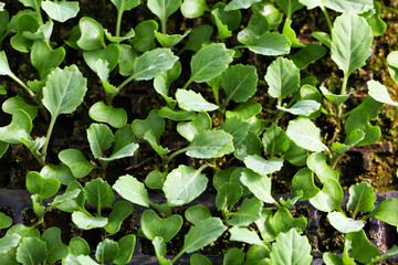 Young cabbage seedlings growing