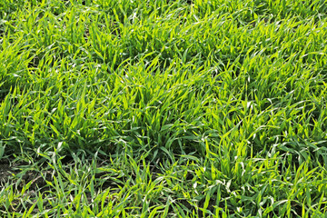 Young green grass field.