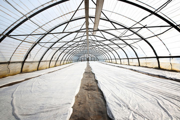 Plants covered with plastic film in a greenhouse.