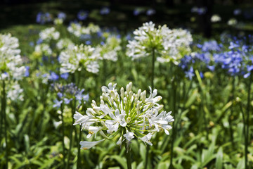 A garden of white and blue African lilies