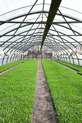 Young cabbage seedlings growing  in a large greenhouse.