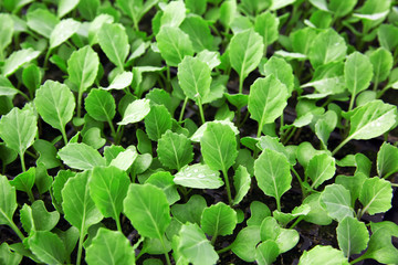Young cabbage seedlings growing
