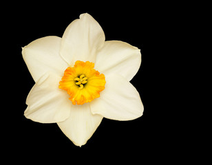 Fototapeta na wymiar Single White Daffodil Narcissus Closeup Isolated