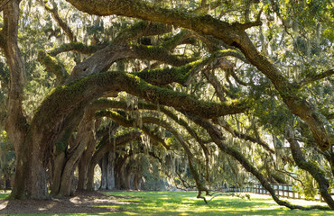 Oaks Avenue Charleston SC – tree lined road with Live Oak trees forest in ACE Basin