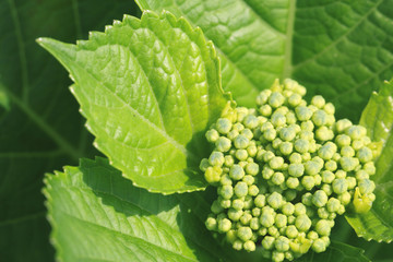 Japanese hydrangea bud close up