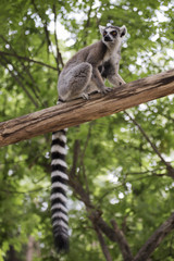 Ring-tailed lemur