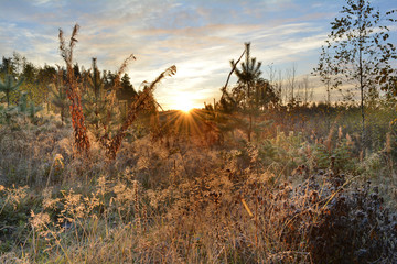 Sunrise in frosty morning.