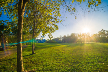 Central public park sun light green grass
