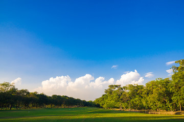 Obraz premium Central public park sun light green grass