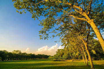Central public park sun light green grass