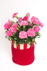 ピンクのカーネーション