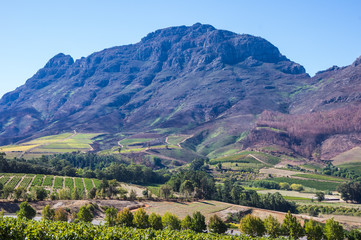 The Cape Winelands region is the premier wine producing area of South Africa