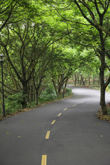 curved road with trees on both sides in the morning