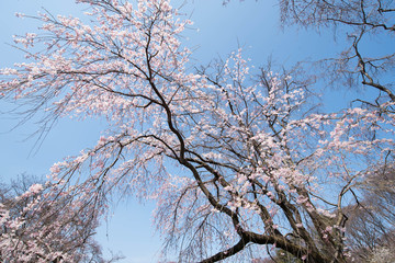 桜