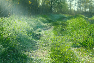 nature morning landscape, grass and dew