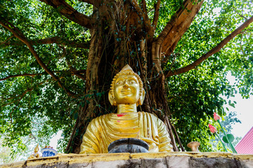 Buddha image under Bodhi tree