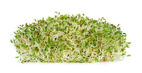 alfalfa sprouts isolated on the white background