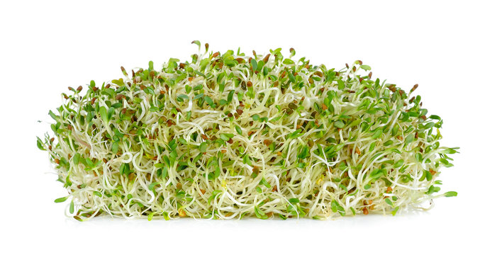 Alfalfa Sprouts Isolated On The White Background