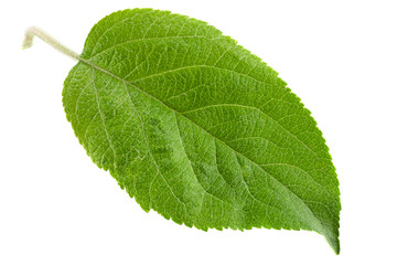 Fototapeta na wymiar Apple leaf on white