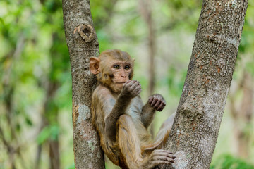 Cute monkeys A cute monkey lives in a natural forest .