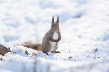 Sciurus vulgaris orientis