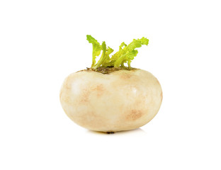 Mini white turnips isolated on white