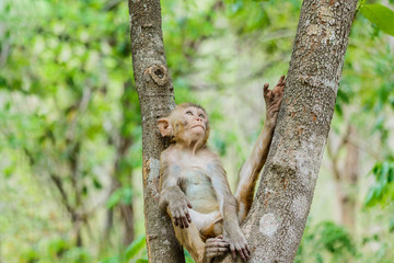 Cute monkeys A cute monkey lives in a natural forest .