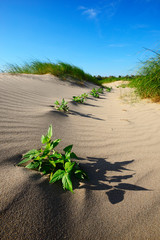sand dune
