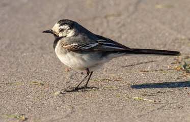 Eine Bachstelze sitzt im Abendlicht an einem Strand