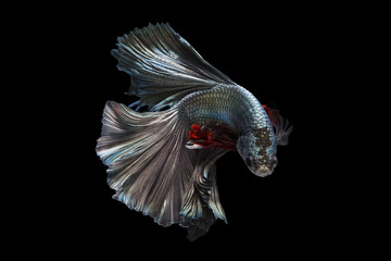 moving moment of colorful fighting fish isolated on black backgr