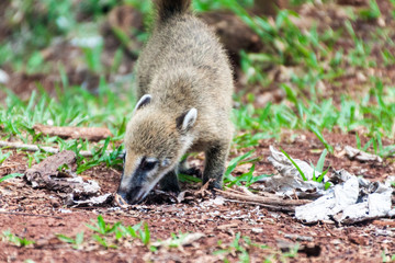 Fototapeta premium Coati at Iguacu (Iguazu) falls on a border of Brazil and Argentina