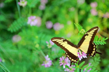 Yellow Queen Swallowtail Butterfly on Flowers Background