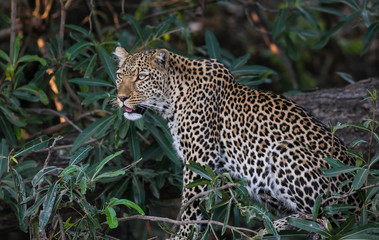 A side view of a leopard sitting in a tree, South Luangwa National Park, Zambia, Africa. 